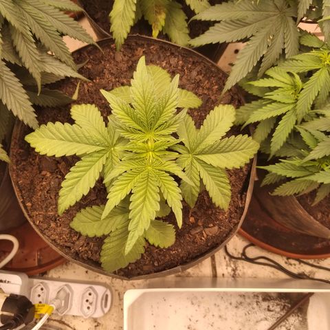 Colômbia kkau  growlog photo: Foto1esquerda fundo kkau Colômbia folhas secando acho que over fértil 
Foto2 esquerda frente kkau Colômbia boa colocação 
Foto 3 fundo direita algumas folhas com clorose algumas manchas 
Foto 4 kkau Colômbia também sentiu a fértil 
Foto 5 limonada de mango fundo meio1 dia de transplante 
Foto 6 banana kush centro meio 1 dia de transplante 
Foto 7 milk-shake frente meio 1 dia de transplante 
Foto 