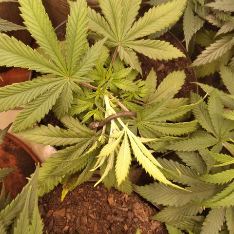 Colômbia kkau  growlog timeline photo