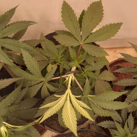 Colômbia kkau  growlog timeline photo