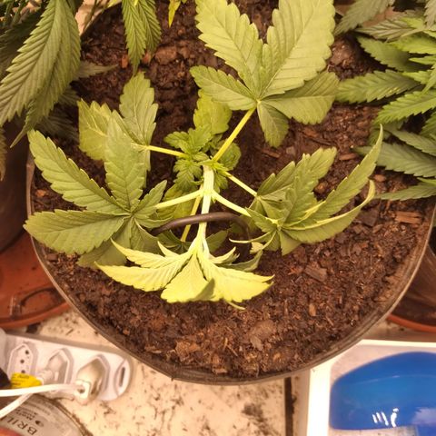 Colômbia kkau  growlog timeline photo