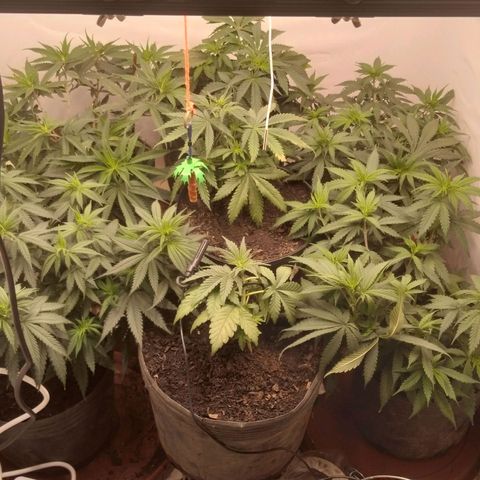 Colômbia kkau  growlog photo: Folhas ainda queimadas 
Levantei alguns vasos 
