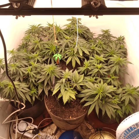 Colômbia kkau  growlog timeline photo