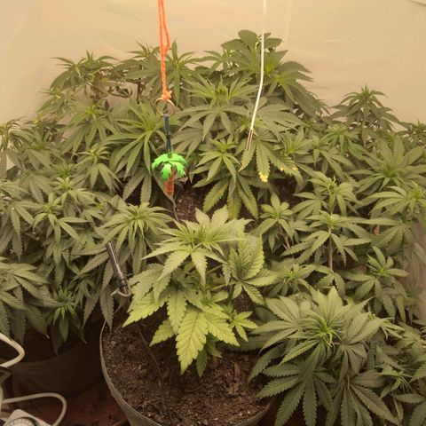 Colômbia kkau  growlog timeline photo