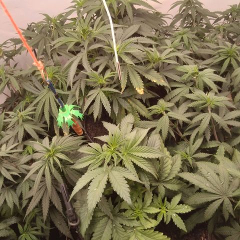 Colômbia kkau  growlog timeline photo