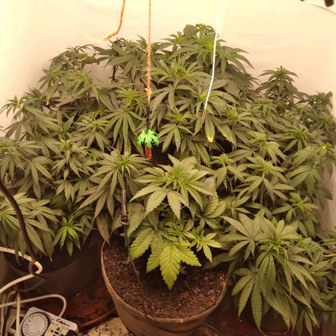 Colômbia kkau  growlog timeline photo