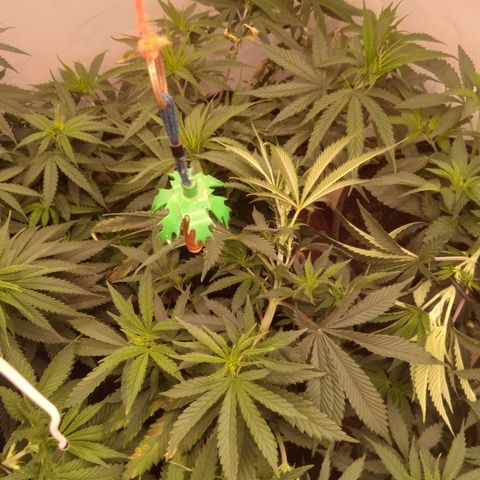 Colômbia kkau  growlog timeline photo