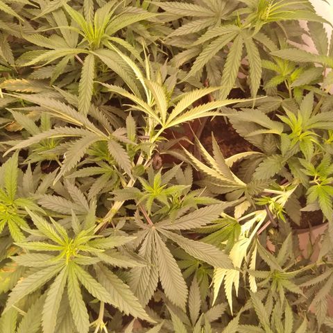 Colômbia kkau  growlog timeline photo