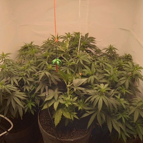 Colômbia kkau  growlog timeline photo