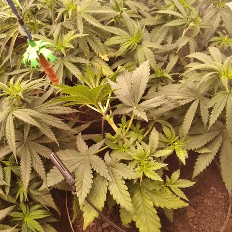 Colômbia kkau  growlog timeline photo