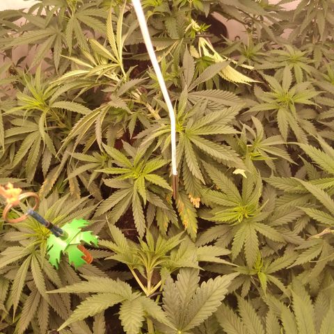 Colômbia kkau  growlog timeline photo