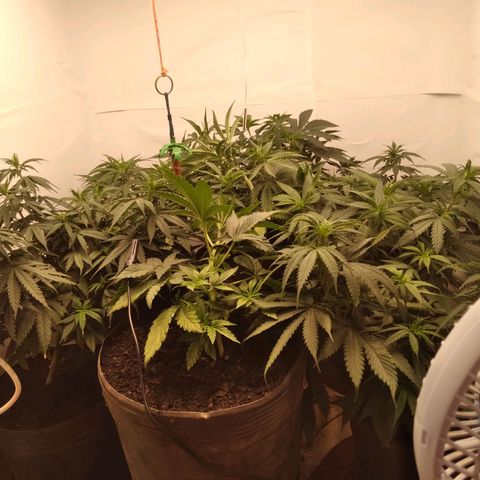 Colômbia kkau  growlog timeline photo