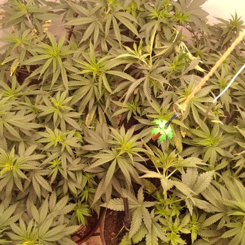 Colômbia kkau  growlog timeline photo