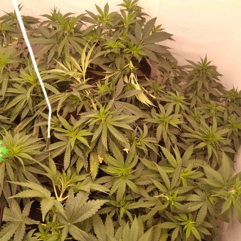 Colômbia kkau  growlog timeline photo