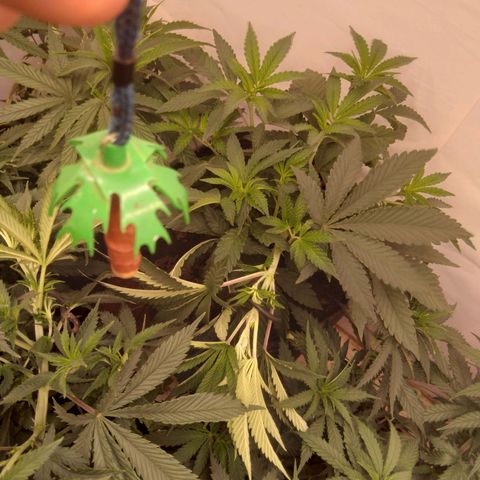 Colômbia kkau  growlog timeline photo