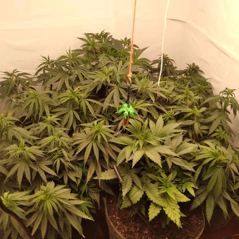 Colômbia kkau  growlog timeline photo