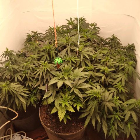 Colômbia kkau  growlog timeline photo