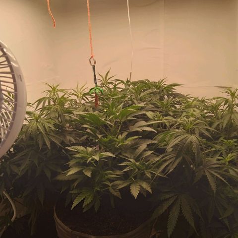 Colômbia kkau  growlog photo: Plantas crescendo muito