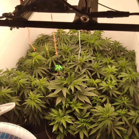 Colômbia kkau  growlog photo: Plantas crescendo muito