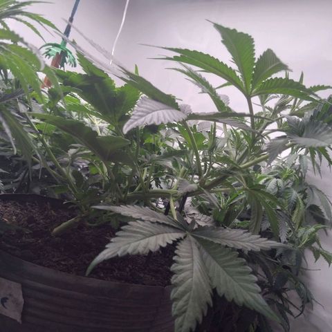 Colômbia kkau  growlog timeline photo