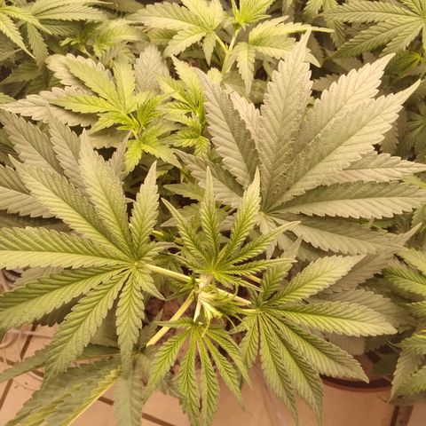 Colômbia kkau  growlog timeline photo