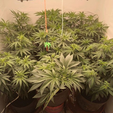 Colômbia kkau  growlog timeline photo