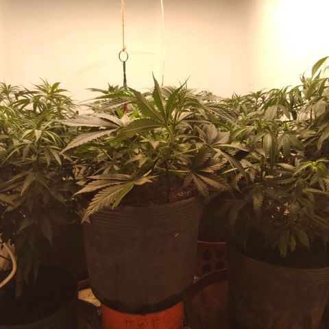 Colômbia kkau  growlog timeline photo