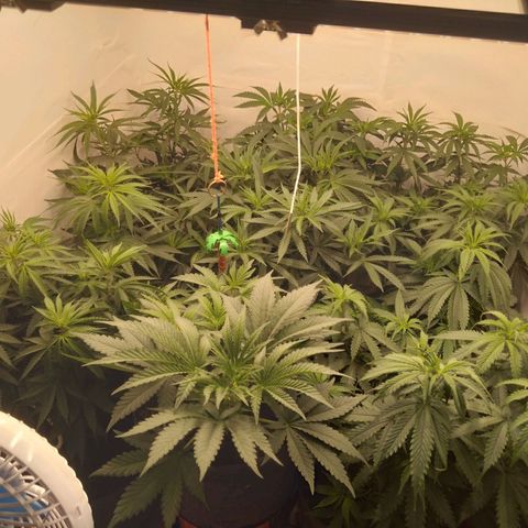Colômbia kkau  growlog timeline photo