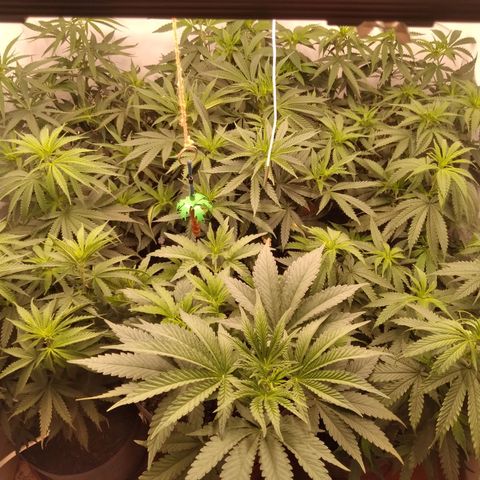 Colômbia kkau  growlog timeline photo