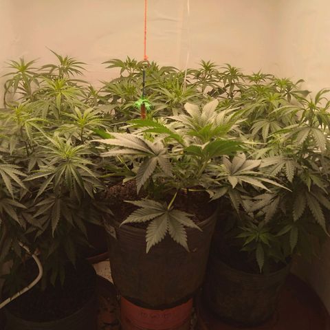 Colômbia kkau  growlog timeline photo