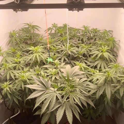 Colômbia kkau  growlog timeline photo