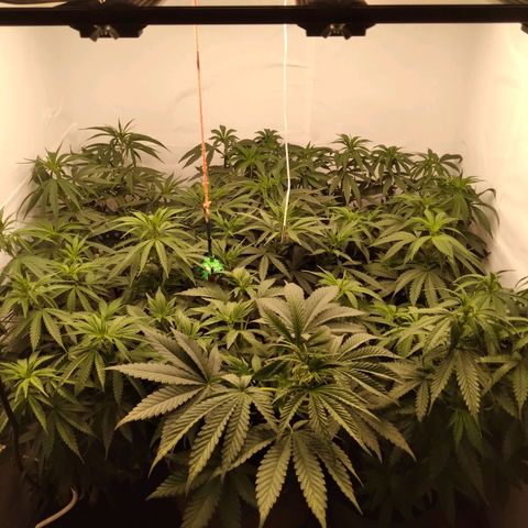 Colômbia kkau  growlog timeline photo