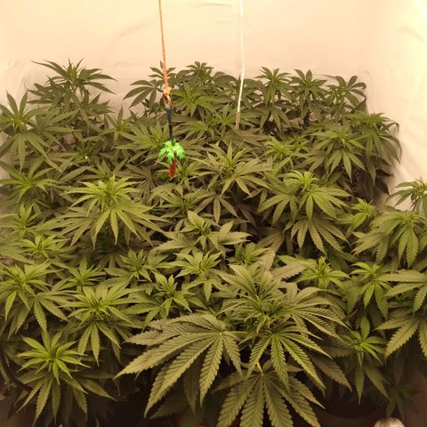 Colômbia kkau  growlog timeline photo