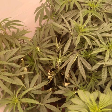Colômbia kkau  growlog photo: Planta dobrando
