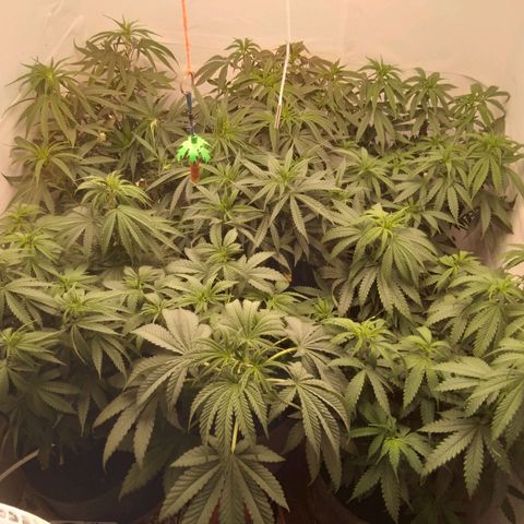 Colômbia kkau  growlog photo: Planta dobrando
