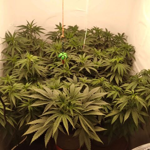Colômbia kkau  growlog timeline photo