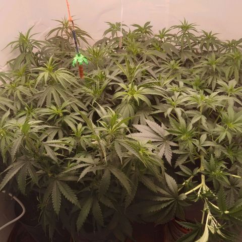 Colômbia kkau  growlog timeline photo