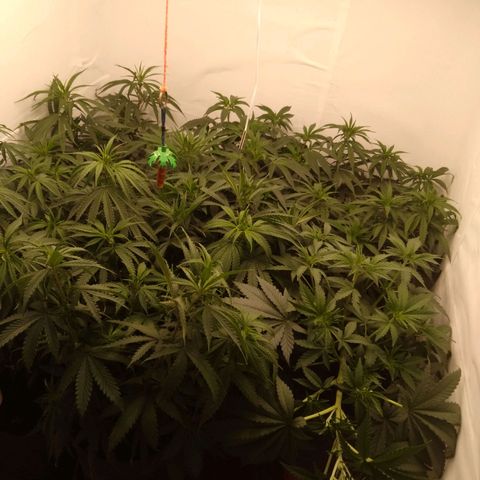Colômbia kkau  growlog timeline photo