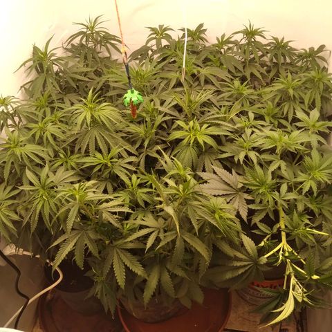 Colômbia kkau  growlog timeline photo