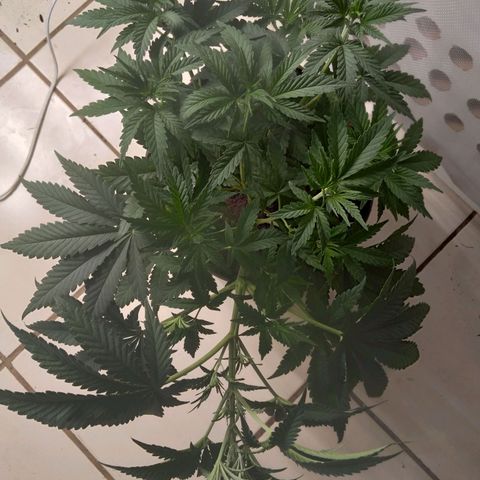 Colômbia kkau  growlog timeline photo