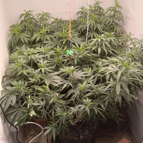 Colômbia kkau  growlog timeline photo