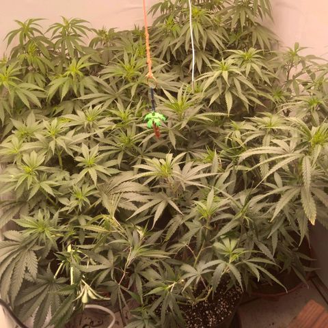 Colômbia kkau  growlog timeline photo