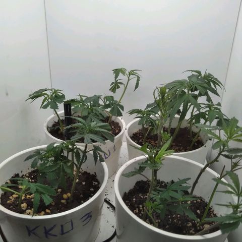 Colômbia kkau  growlog photo: Clones 4 kku
Limonada de mango amarras
Milk-shake 