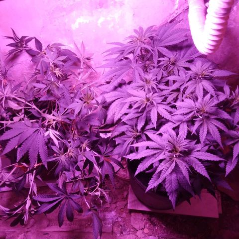 Colômbia kkau  growlog photo: Clones 4 kku
Limonada de mango amarras
Milk-shake 