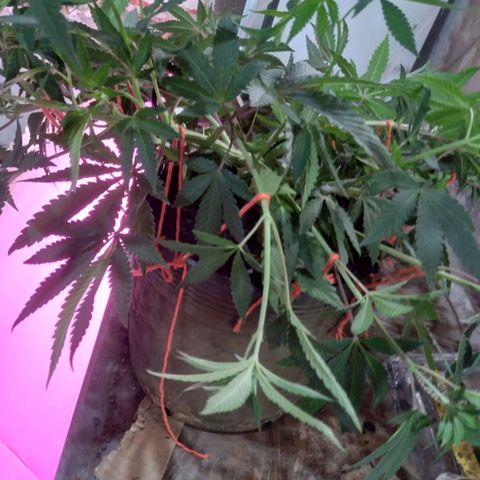 Colômbia kkau  growlog photo: Clones 4 kku
Limonada de mango amarras
Milk-shake 