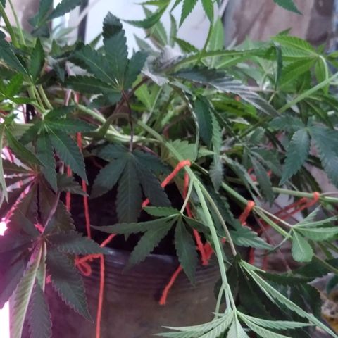 Colômbia kkau  growlog photo: Clones 4 kku
Limonada de mango amarras
Milk-shake 