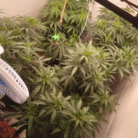 Colômbia kkau  growlog timeline photo