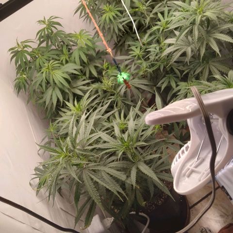 Colômbia kkau  growlog timeline photo
