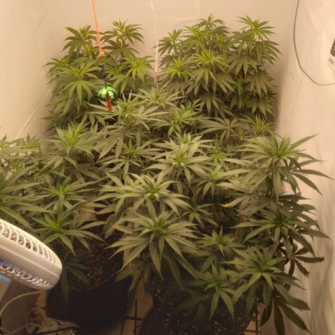Colômbia kkau  growlog timeline photo