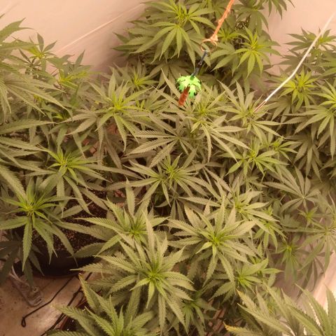 Colômbia kkau  growlog timeline photo