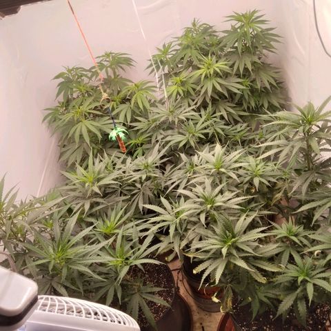 Colômbia kkau  growlog timeline photo